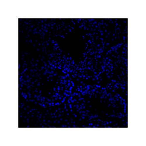 20762. MOUNTING MEDIUM WITH DAPI AQUEOUS FLUOROSHIELD 100ML - ABCAM