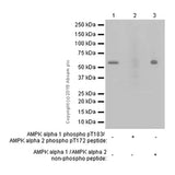 4666. RECOMBINANT ANTI-AMPK ALPHA 1 (PHOSPHO T183) + AMPK ALPHA 2 (PHOSPHO T172) ANTIBODY (EPR5683) 100UL - ABCAM