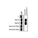 22787. ANTI-PHOSPHO - (SER/THR) PHE ANTIBODY 50UL ABCAM