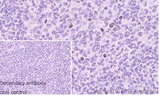 4636. RECOMBINANT ANTI-HISTONE H3 (PHOSPHO S10) ANTIBODY (EPR17246) - CHIP GRADE 100UL - ABCAM