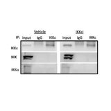 22808. IMMUNOPRECIPITATION KIT 25 TESTS ABCAM