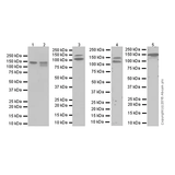 26469. RECOMBINANT ANTI-N CADHERIN ANTIBODY (EPR19654) 100UL ABCAM
