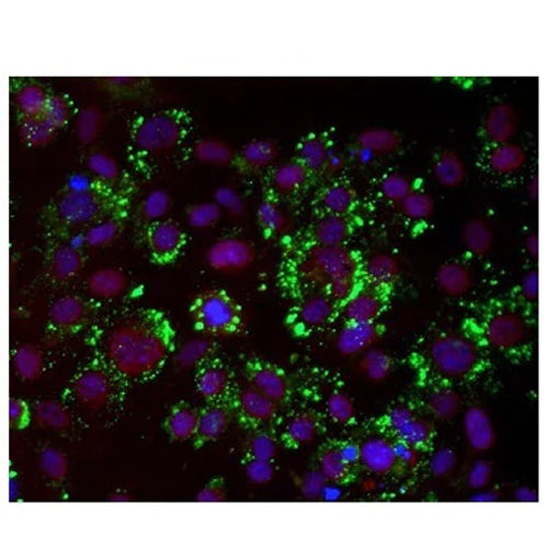4627. ANTI-PPAR GAMMA ANTIBODY 100UL - ABCAM