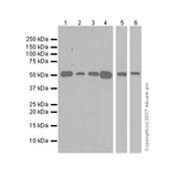 26470. RECOMBINANT ANTI-ANGIOTENSINOGEN ANTIBODY (EPR20599) 100UL ABCAM
