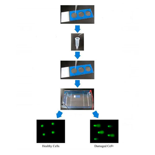 25687. COMET ASSAY KIT (3WELL SLIDES) 75 TESTS ABCAM CTR Scientific