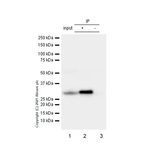 26483. RECOMBINANT ANTI-CDK5 ANTIBODY (EP715Y) 100UL ABCAM