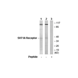 26465. ANTI-5HT1A RECEPTOR ANTIBODY 100UG ABCAM