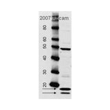 2920. RABBIT ANTI-SHEEP IGG H&L (HRP) 1MG ABCAM