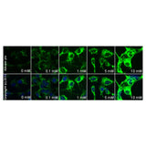 4625. ANTI-ADIPOR1 ANTIBODY 100UG - ABCAM