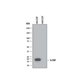 21071. HUMAN G-CSF ANTIBODY 100UG - R&D SYSTEMS