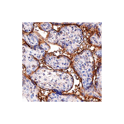 18196. HUMAN TGF-BETA RIII ANTIBODY 250UG - R&D SYSTEMS