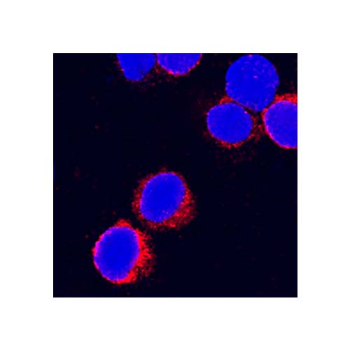 22689. BOVINE IFN GAMMA ANTIBODY R&D SYSTEMS