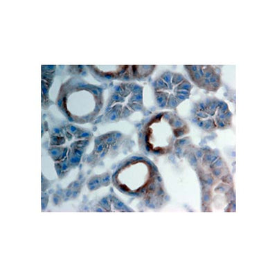 15843. MOUSE PROGRANULIN/PGRN ANTIBODY 100UG - R&D SYSTEMS