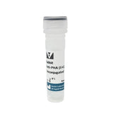 5216. RABBIT ANTI-PHASEOLUS VULGARIS AGGLUTININ (E+L) UNCONJUGATED 1MG - VECTOR