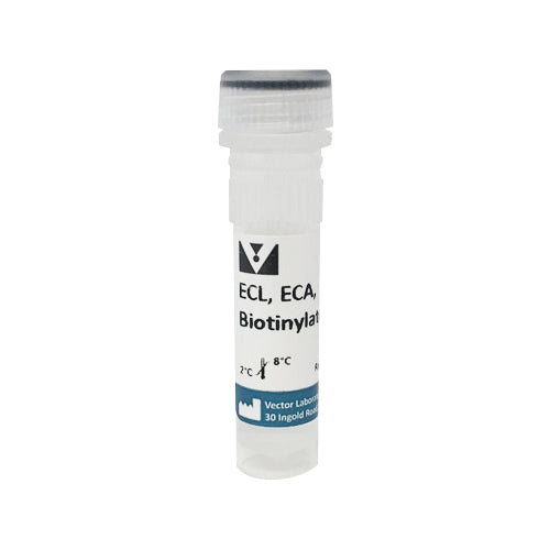 5218. ERYTHRINA CRISTAGALLI LECTIN (ECL, ECA) BIOTINYLATED 5MG - VECTOR