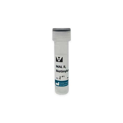 12910.MAACKIA AMURENSIS LECTIN II (MAL II) BIOTINYLATED 1MG - VECTOR