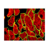 22712. M.O.M. (MOUSE ON MOUSE) IMMUNODETECTION KIT BASIC VECTOR