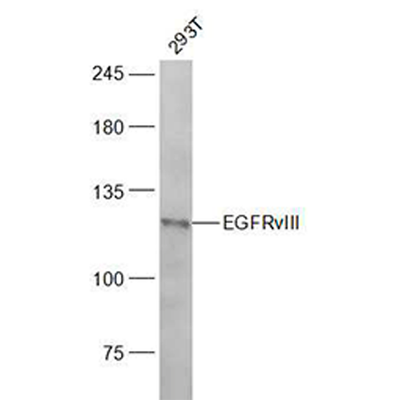 6432. EGFRVIII POLYCLONAL ANTIBODY 100UL BIOSS ANTIBODIES - THERMO SCIENTIFC