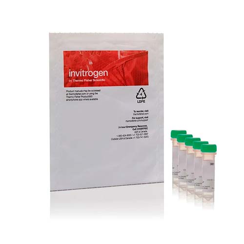 52860. CELLROX GREEN REAGENT FOR OXIDATIVE STRESS DETECTION 5 X 50UL - INVITROGEN