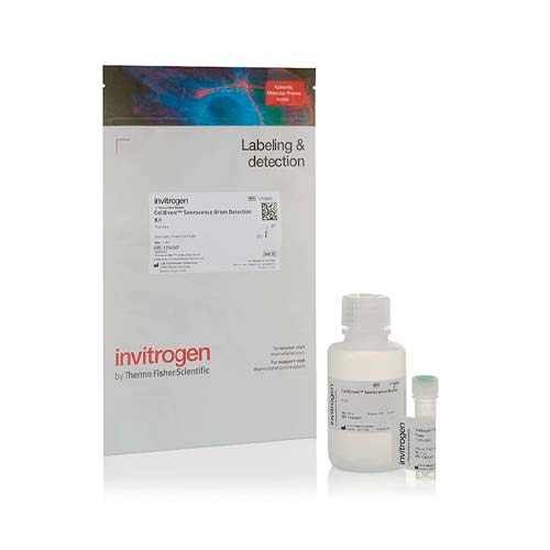 12147. CELLEVENT SENESCENCE GREEN DETECTION KIT 25UL - INVITROGEN