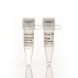 4458. ADN POLIMERASA T4 (5U/UL) 100U - THERMO SCIENTIFIC