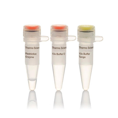 11892. ENZYME PAGI (BSPHI) 10U/UL - THERMO SCIENTIFIC