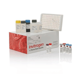 26901. INSULIN RAT ELISA KIT 96 TESTS INVITROGEN