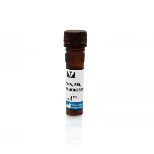 6672. SAMBUCUS NIGRA LECTIN (SNA, EBL) FLUORESCEIN 2MG - VECTOR