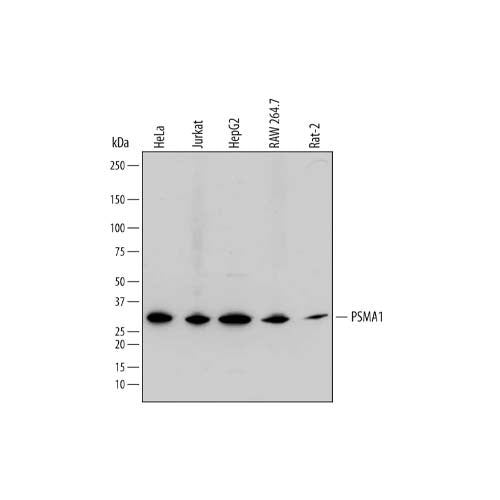 20517. SHEEP IGG HRP-CONJUGATED ANTIBODY 1ML - R&D SYSTEMS