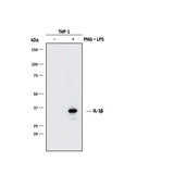 21072. HUMAN IL-1 BETA / IL-1F2 ANTIBODY 25UG - R&D SYSTEMS