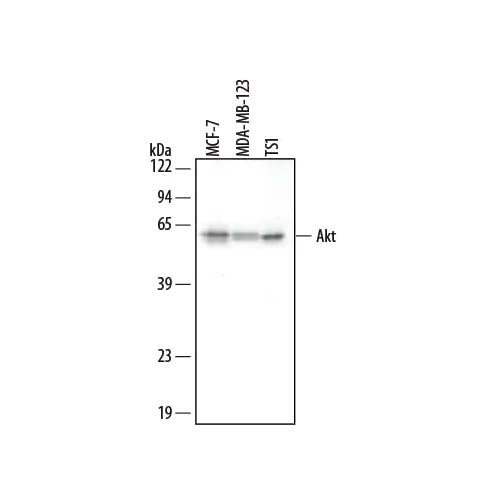 20521. HUMAN/MOUSE/RAT AKT PAN SPECIFIC ANTIBODY 100UG - R&D SYSTEMS