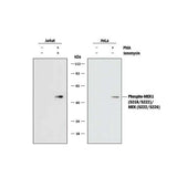 20522. HUMAN/MOUSE/RAT PHOSPHO-MEK1 (S218/S222)/MEK2 (S222/S226) ANTIBODY 100UG - R&D SYSTEMS
