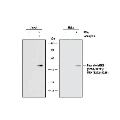 20522. HUMAN/MOUSE/RAT PHOSPHO-MEK1 (S218/S222)/MEK2 (S222/S226) ANTIBODY 100UG - R&D SYSTEMS