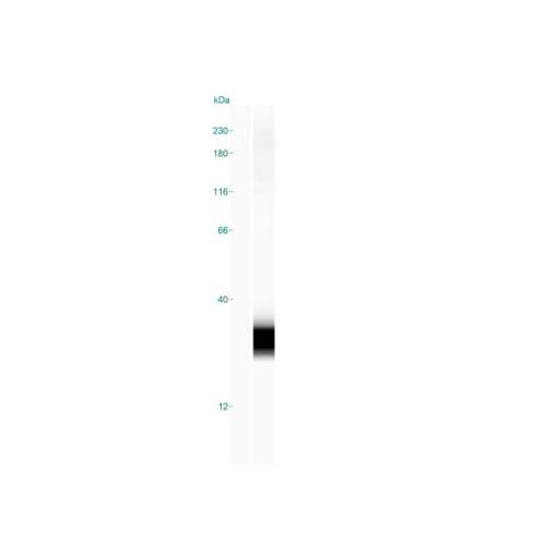 21707. MOUSE MONOCLONAL GAMMA H2AX (P SER139) ANTIBODY (3F2) 0.025MG - NOVUS BIOLOGICALS