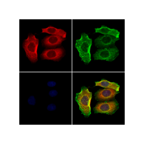18024. ANTIBODY POLYCLONAL SLC7A5 100UL - INVITROGEN