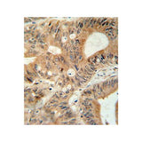 53741. MRP3-ANTIBODY 400UL - INVITROGEN