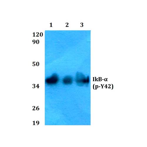 53736. PHOSPHO-IKB ALPHA (TYR42) POLYCLONAL ANTIBODY 100UL - INVITROGEN