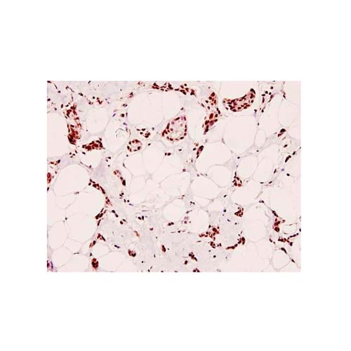 21867. PHOSPHO-CREB (SER129) POLYCLONAL ANTIBODY 100UL - INVITROGEN