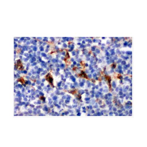 21875. CD68 POLYCLONAL ANTIBODY 100UG - INVITROGEN