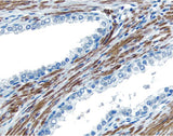 6469. VECTASTAIN UNIVERSAL QUICK HRP KIT PEROXIDASE (CONCENTRATE) - VECTOR