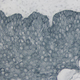 5311. IMMPACT SG SUBSTRATE, PEROXIDASE (HRP) 120ML - VECTOR