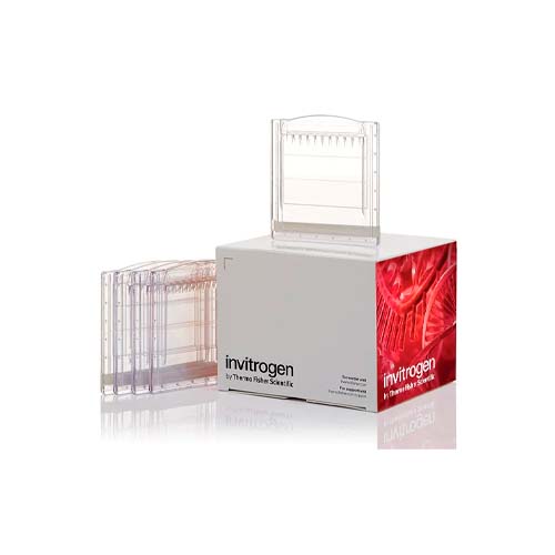 21893. WEDGE WELL 4-20% TRIS-GLYCINE 1.0MM MINI PROTEIN GELS, 10-WELLS C/10 - NOVEX