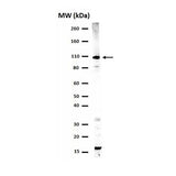 51205. ANTI-PHOSPHO-STAT2 (TYR689) ANTIBODY CLONE FROM RABBIT 200UL - UPSTATE