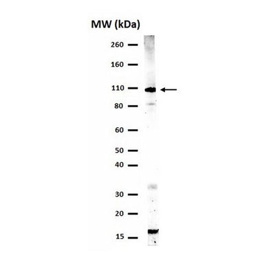 51205. ANTI-PHOSPHO-STAT2 (TYR689) ANTIBODY CLONE FROM RABBIT 200UL - UPSTATE