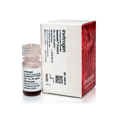 27552. DYNABEADS PROTEINA A P/IMMUNOPRECIPITACION 1ML INVITROGEN