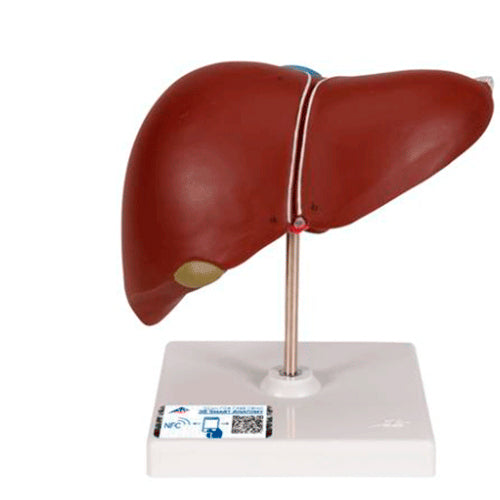 23358. MODELO ANATOMICO DE HIGADO C/VESICULA BILIAR 3B SCIENTIFIC