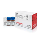 55740. KIT DE CELULAS NK HUMANAS DYNABEADS UNTOUCHED INVITROGEN