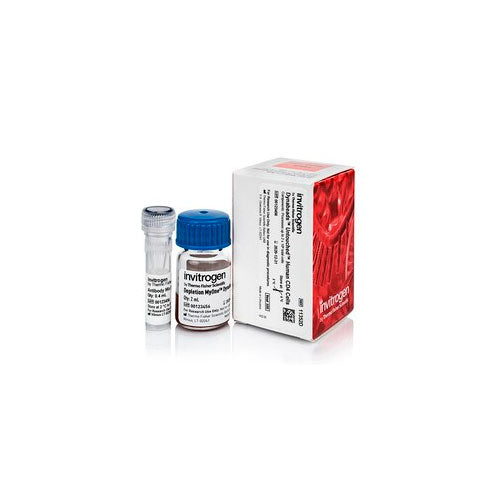 29624. KIT DE CELULAS T CD4 HUMANAS DYNABEADS UNTOUCHED 2ML INVITROGEN