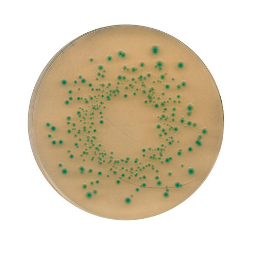 51258. AGAR TBX (TRIPTONA-BILIS-X-GLUCURONIDO) 500GR - MERCK