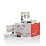 3579. MEZCLA MAESTRA DE PCR PLATINUM GREEN HOT START 200 REACCIONES - INVITROGEN